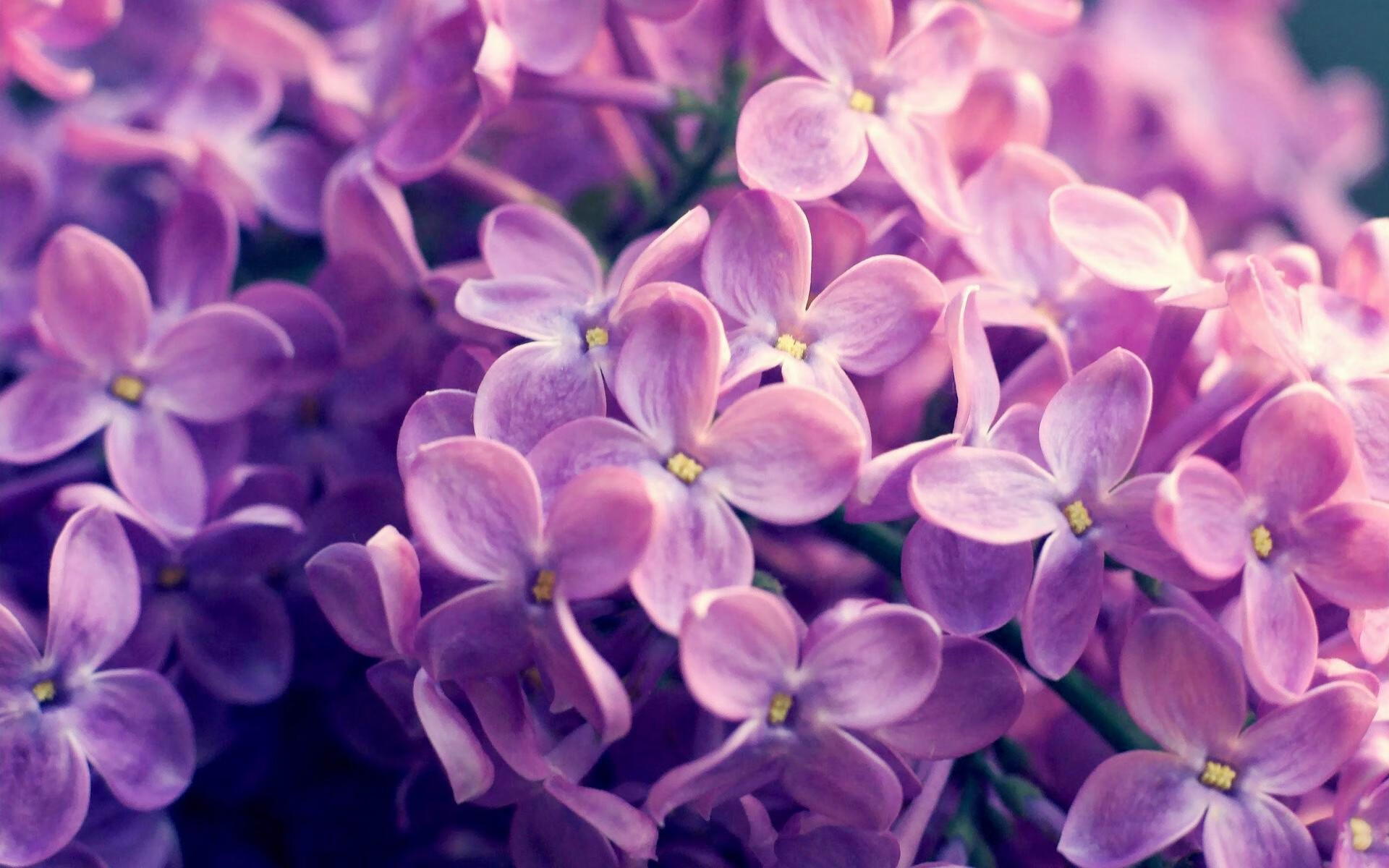 从吉林到芝加哥,爱德华兹用拉满评分跨越篮球文化的共鸣